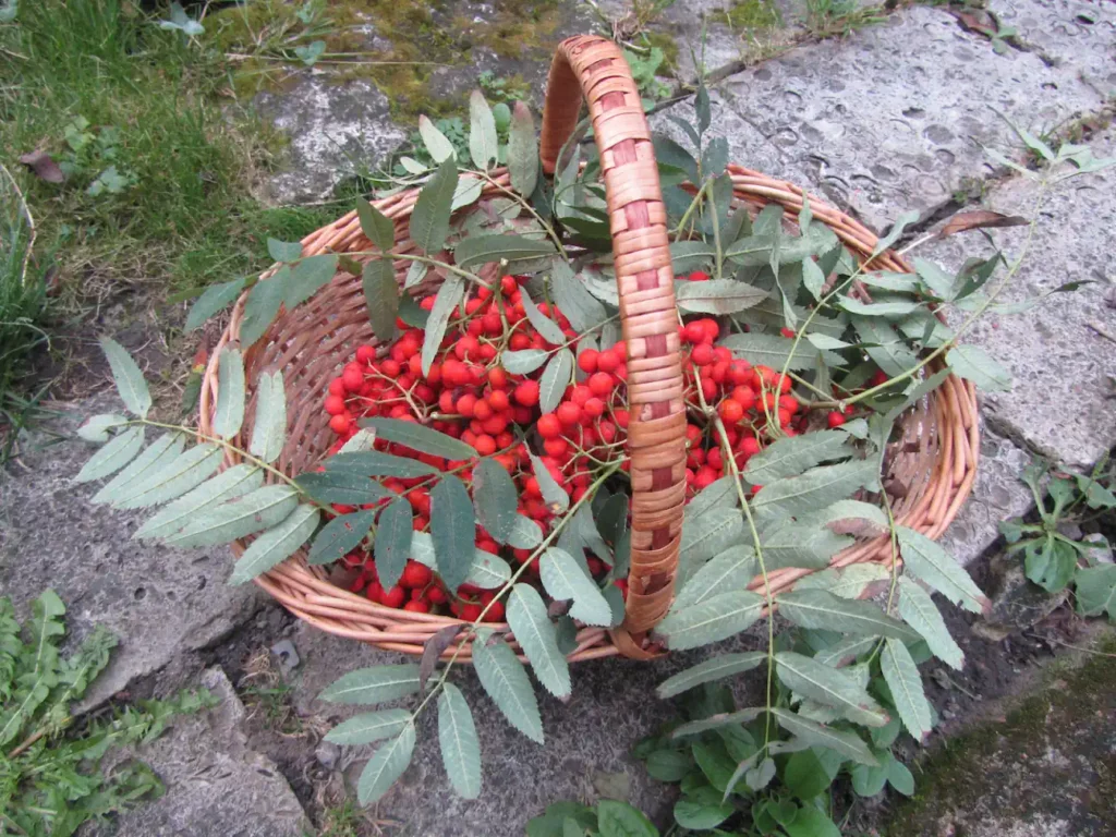 6.3.0.Учёные, специалисты, травники